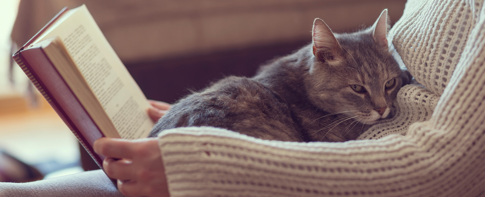 Katze liegt auf Schoß, während Frau liest