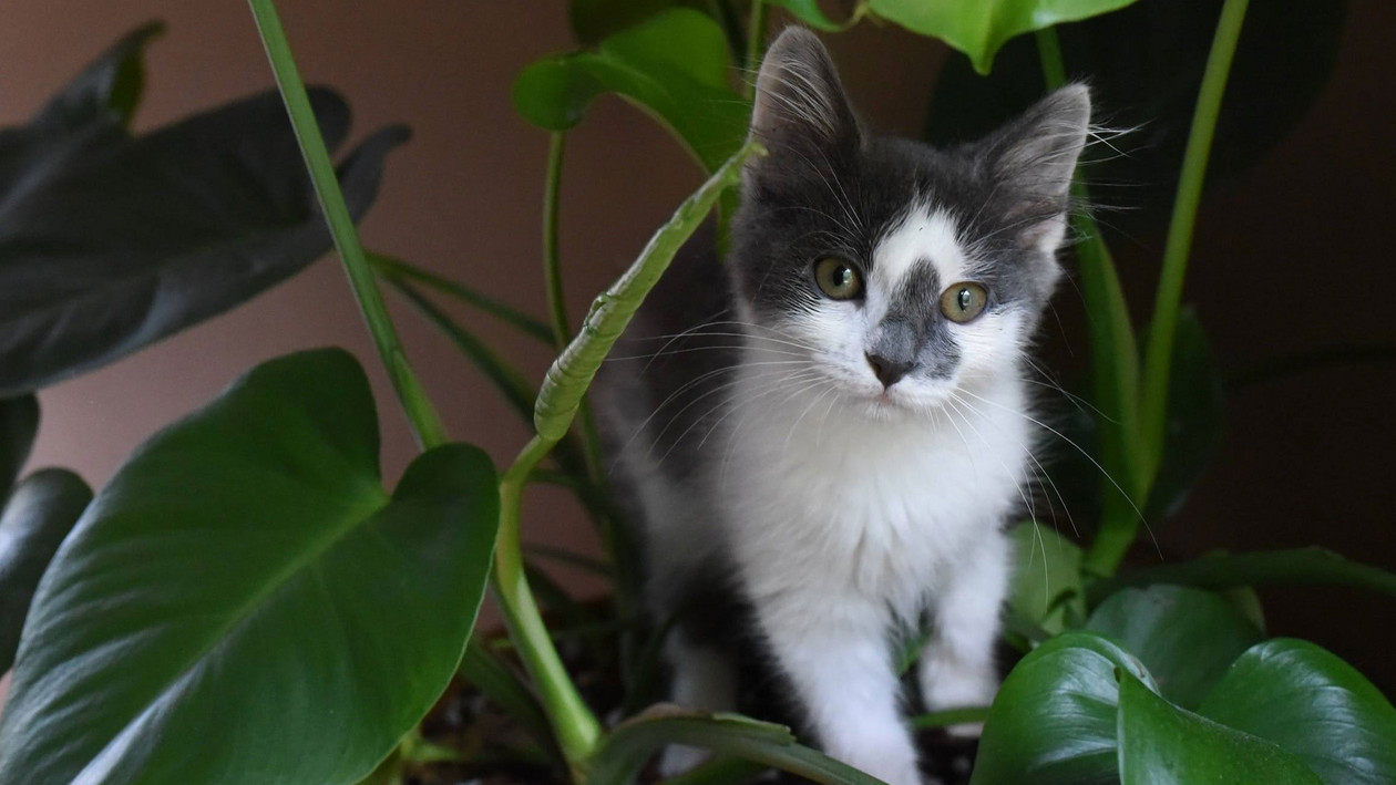 Giftige Pflanzen für Katzen