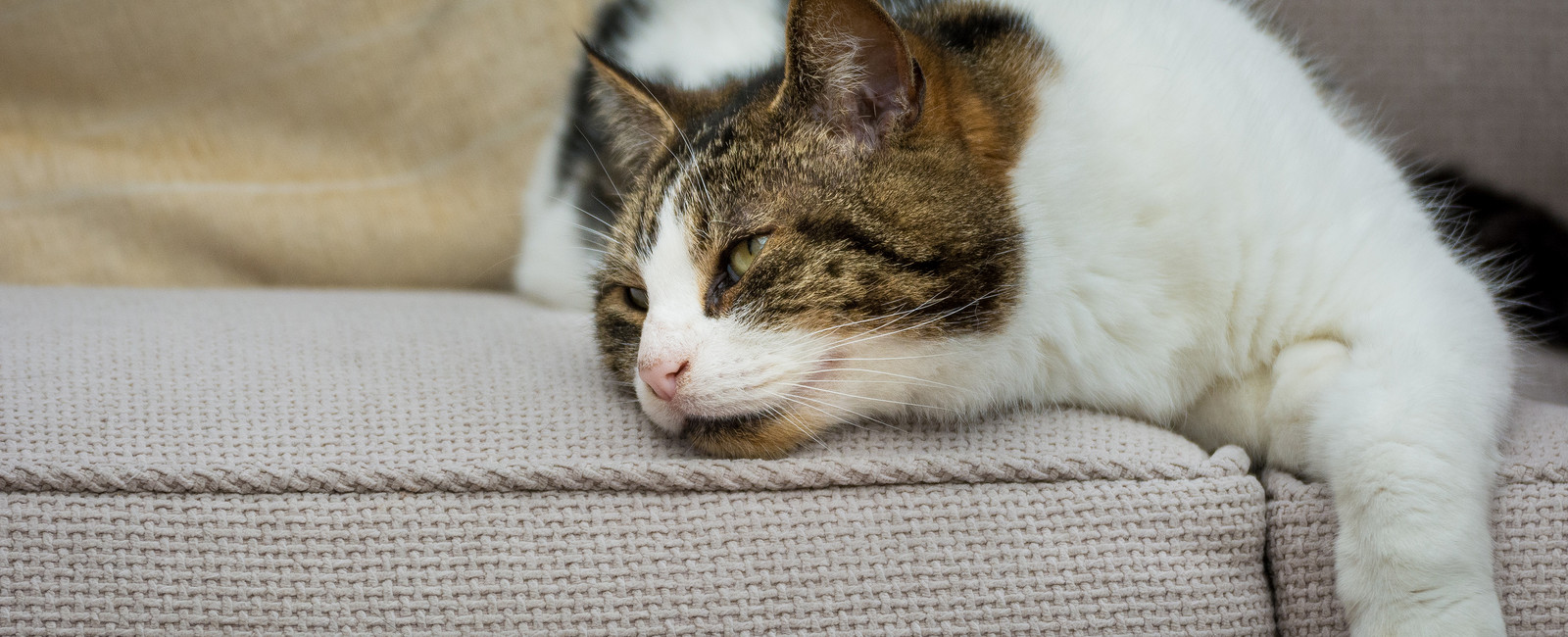 Katze liegt auf Sofa