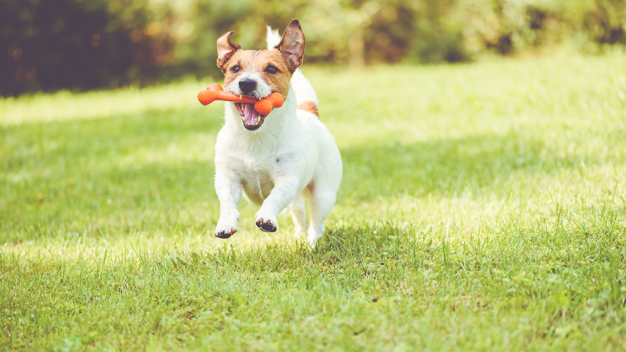 Hund rennt auf Wiese