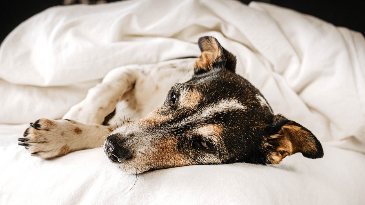 Wie lange schlafen Hunde?