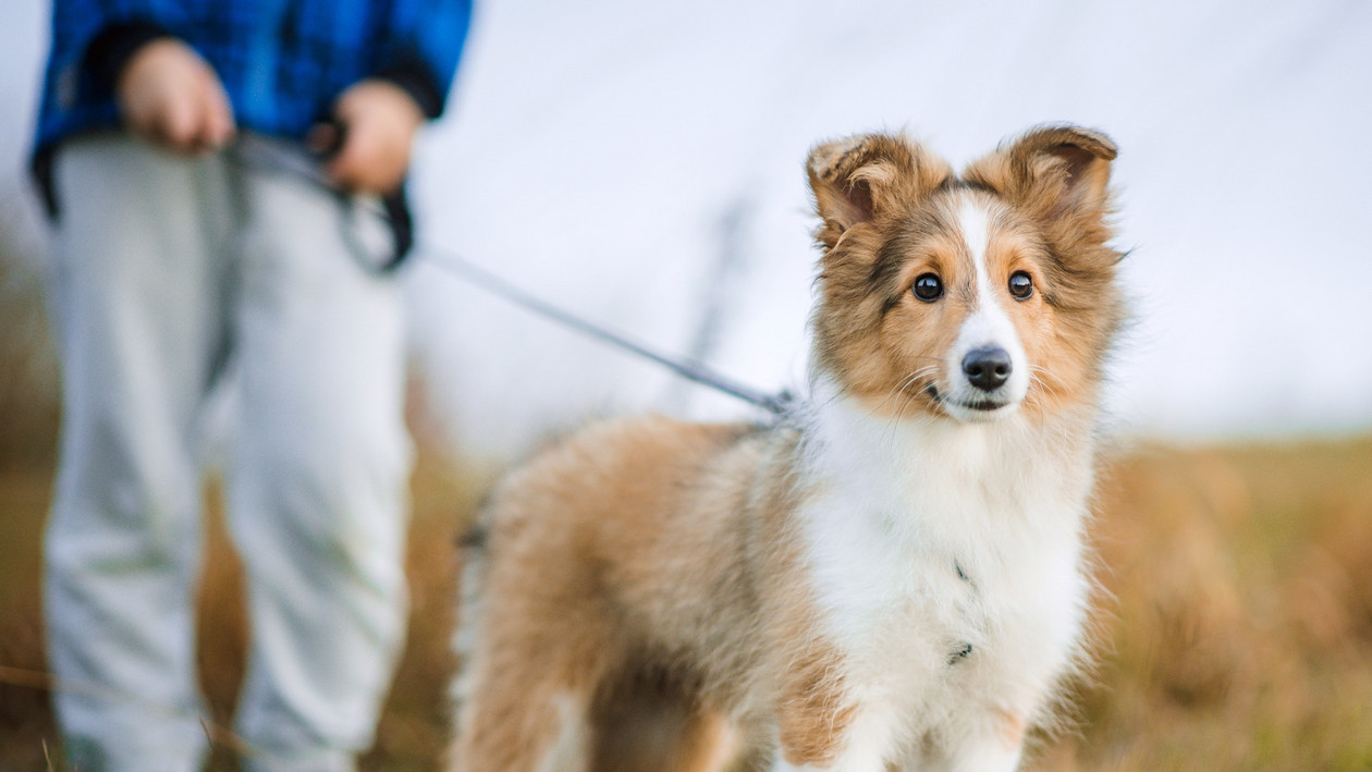 Hund wird Gassi geführt