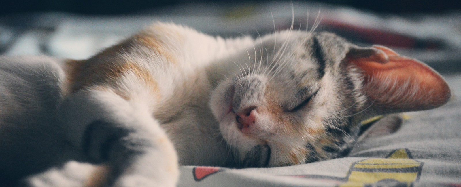 Katze liegt auf Decke