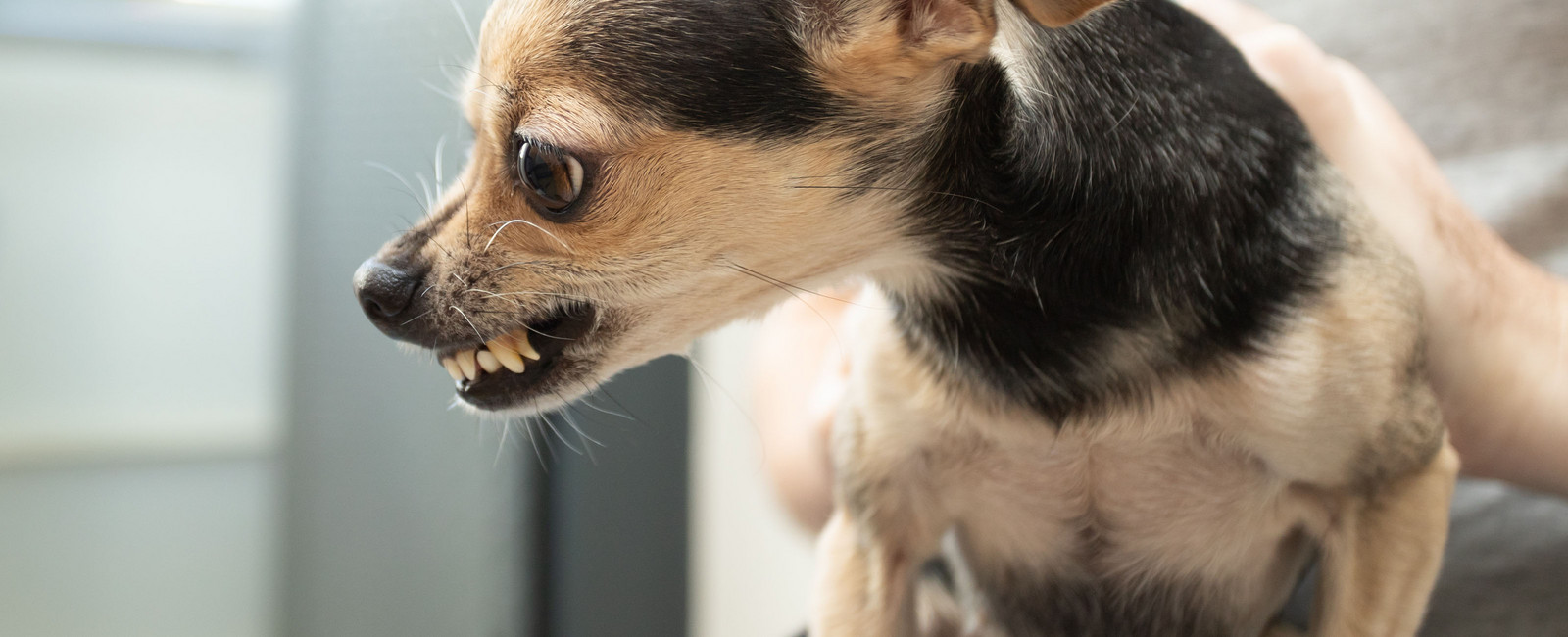 Aggressiver Hund