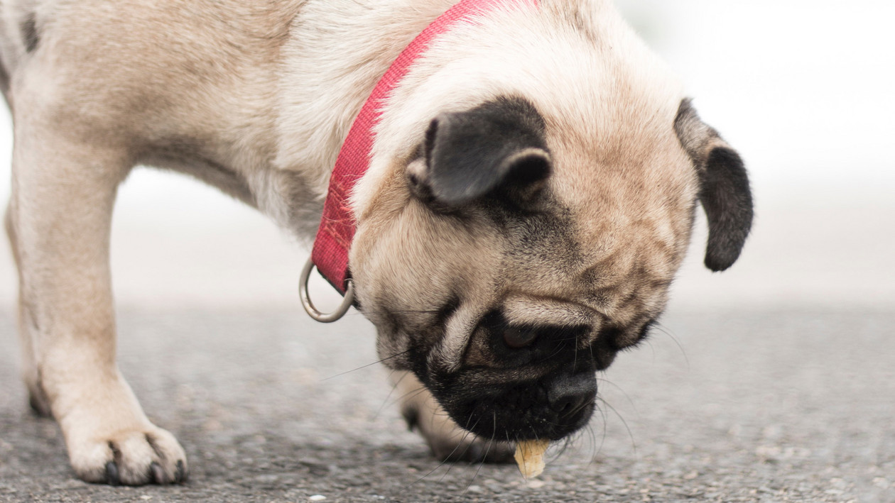 Um welche Uhrzeit den Hund füttern?