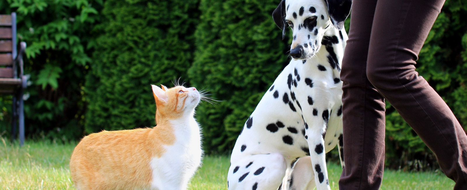 Hund und Katze starren sich ratlos an