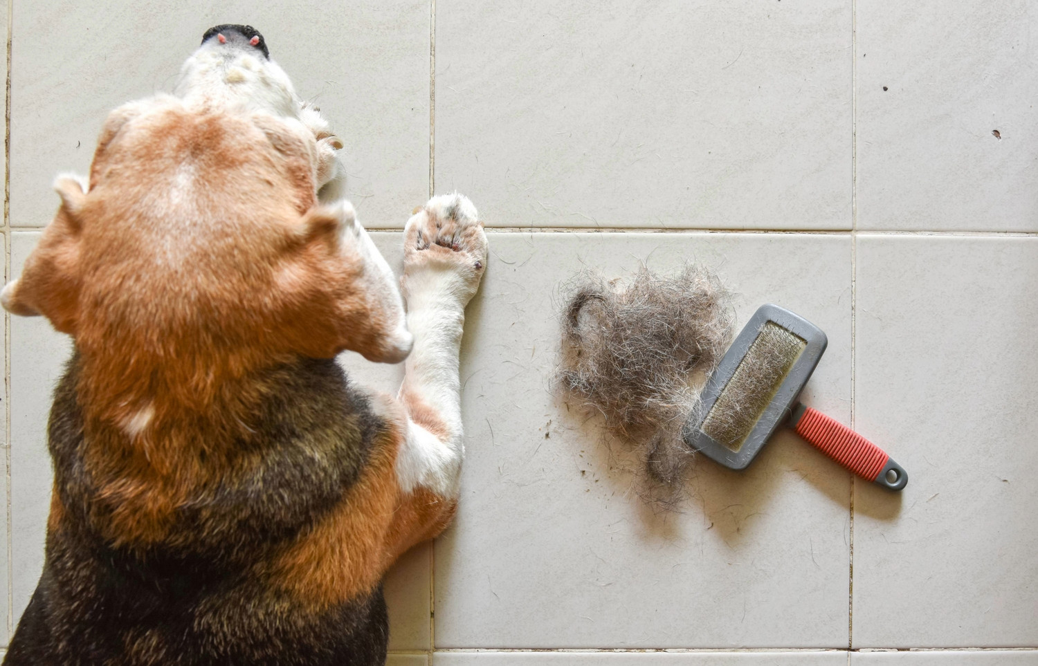 Was tun, wenn der Hund Schuppen hat?