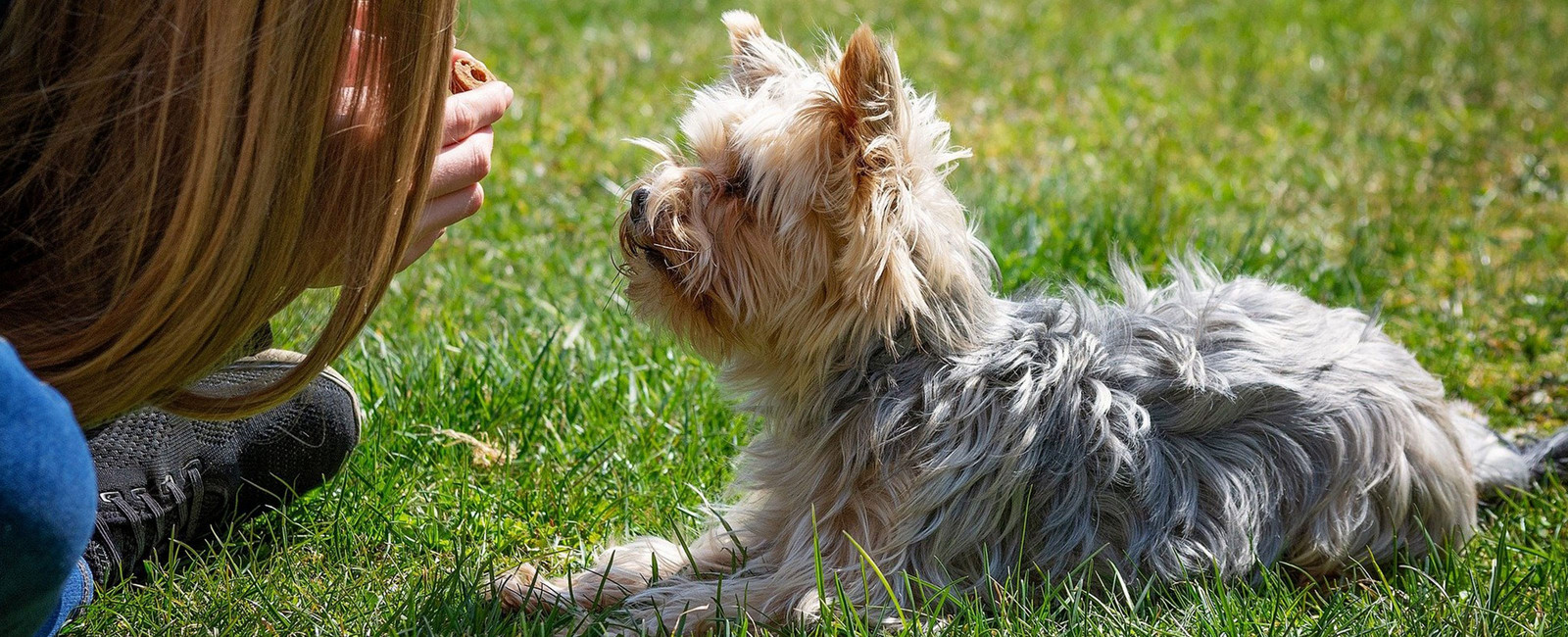 Hund und Frau sehen sich im Grass liegend an