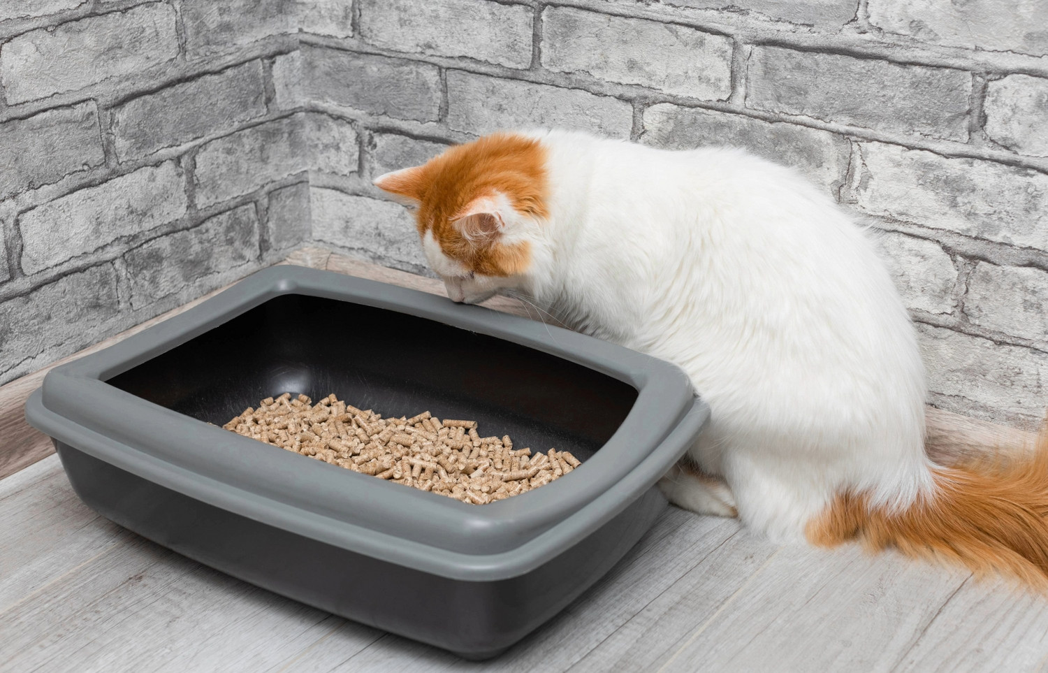 Was tun, wenn die Katze neben das Klo macht?