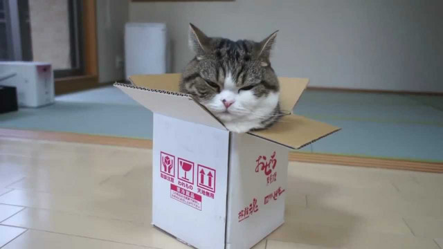 Vorschaubild Youtube - Katzen und Kartons
