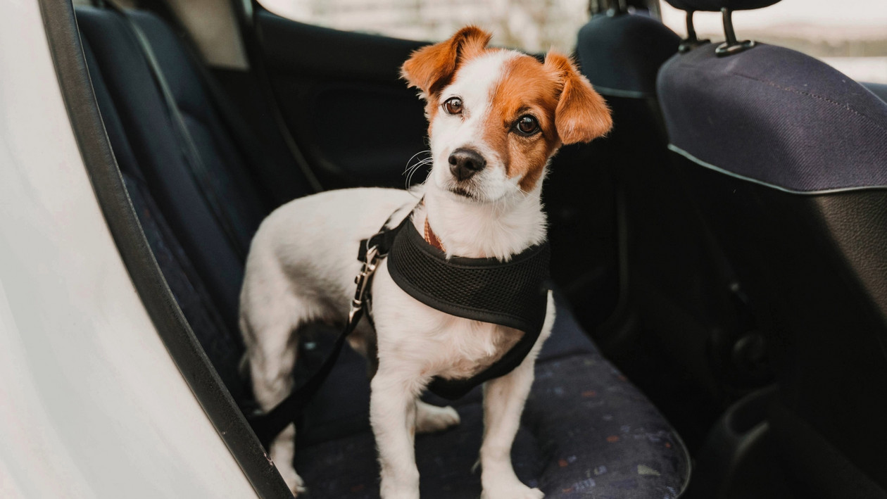 Hundegeruch im Auto entfernen