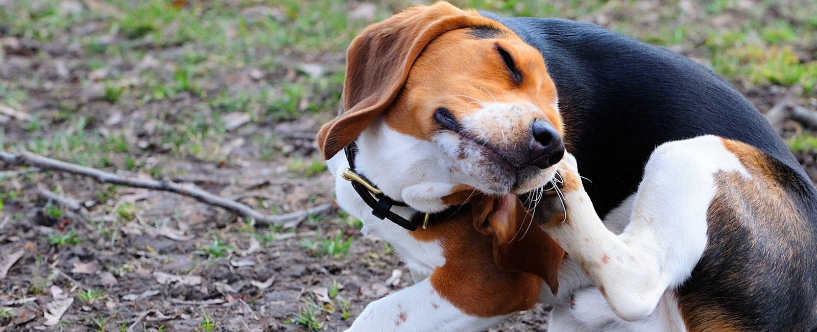 Hund kratzt sich ständig