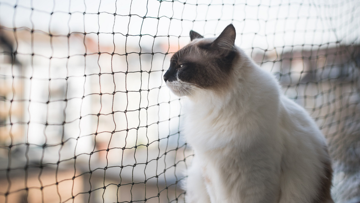 Katze auf dem Balkon vor einem Katzennetz