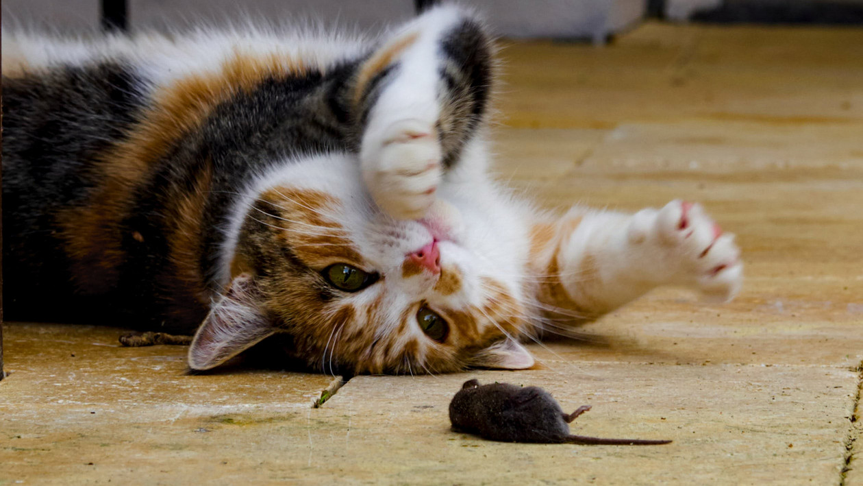 Katze spielt mit Maus