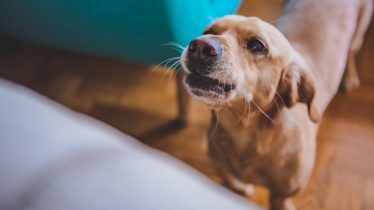 Hund schaut auf