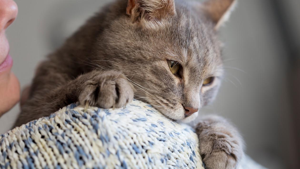 Katze liegt auf Schulter