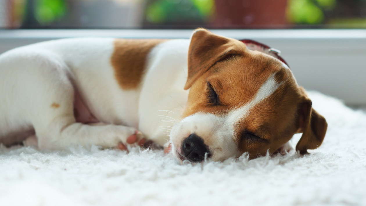 Hund schläft auf Teppich