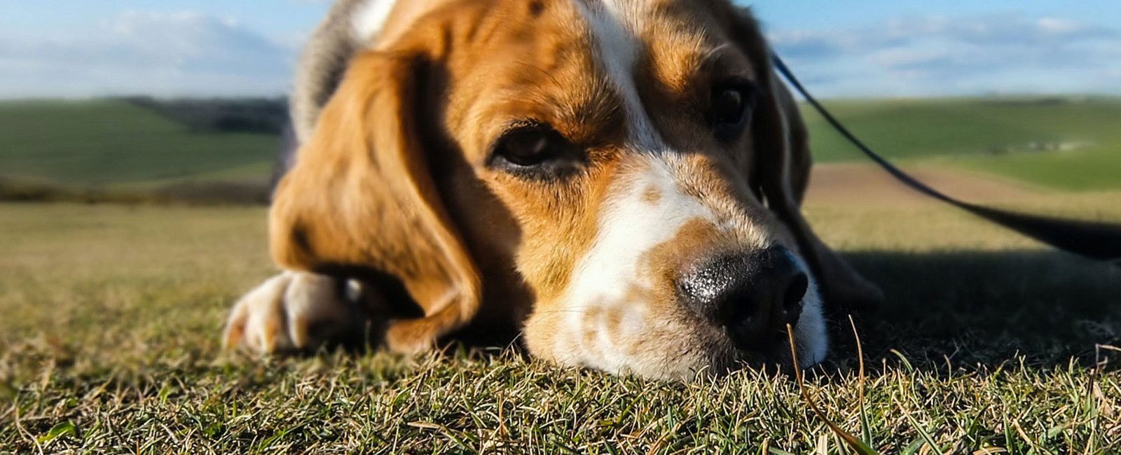 Wie oft sollte ein Hund Stuhlgang haben?