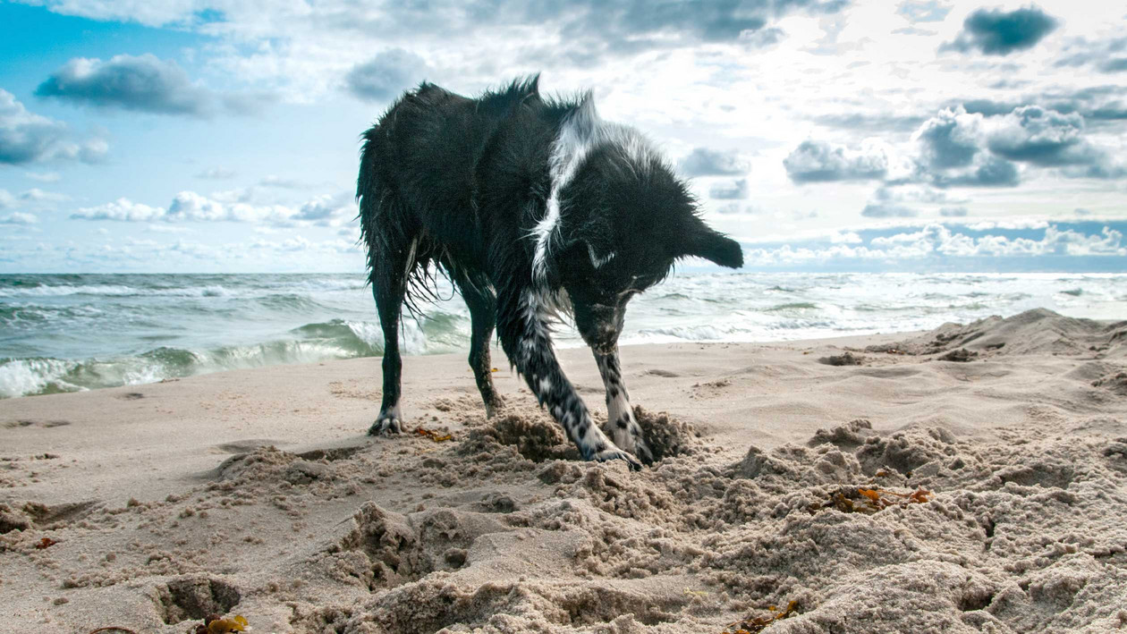 Hunde buddelt am Strand