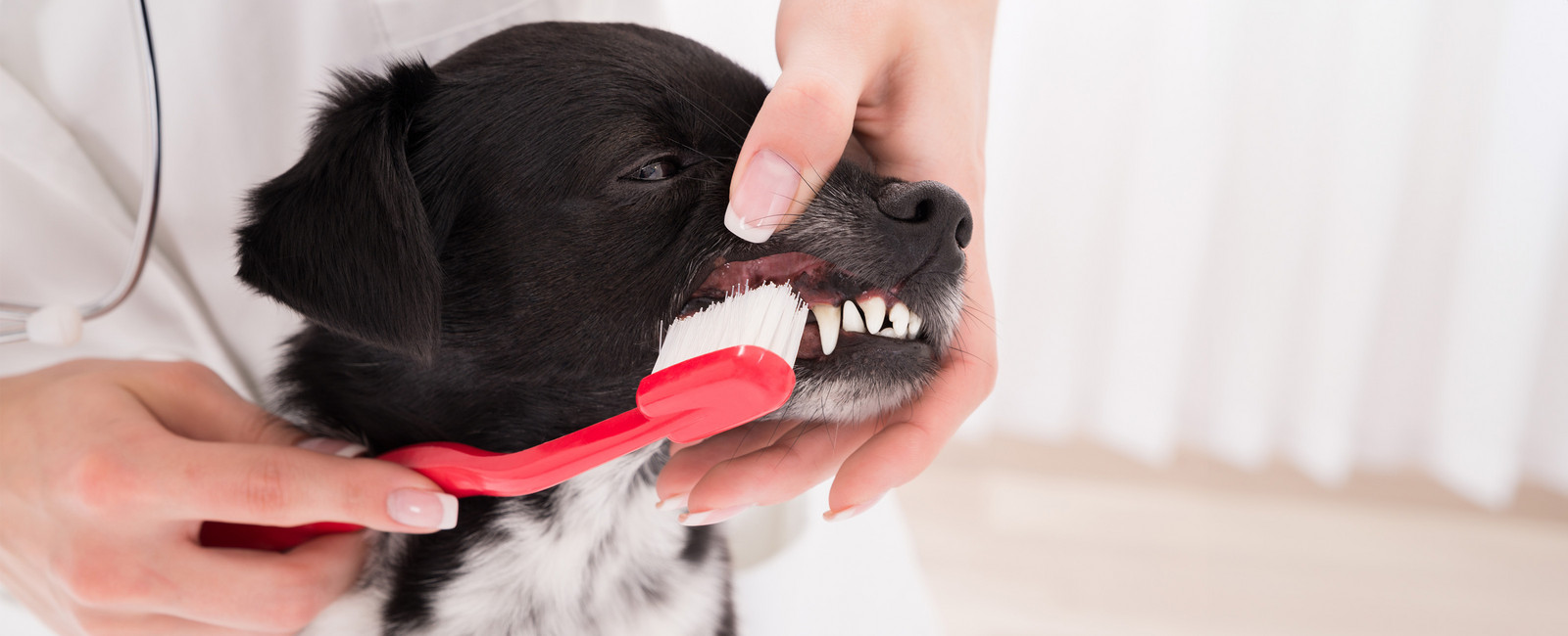 Zahnpflege beim Hund