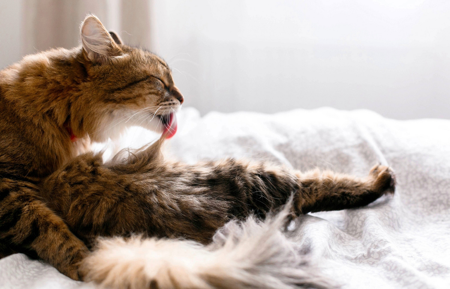 Was tun, wenn sich die Katze ständig putzt?