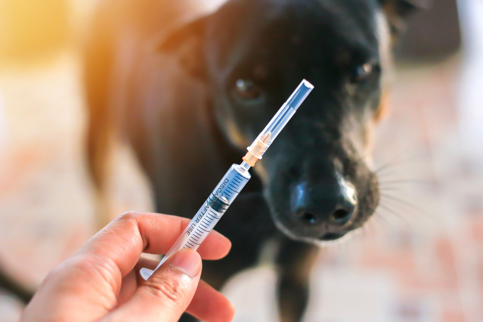 Hund impfen, Kosten im Überblick behalten