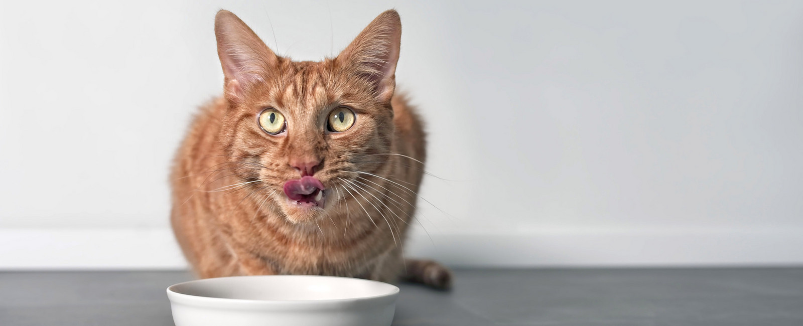 Dürfen Katzen Milch trinken?