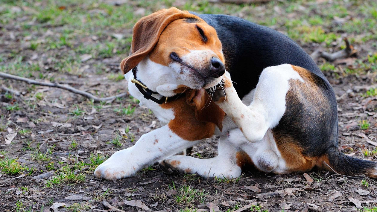 Hund kratzt sich ständig