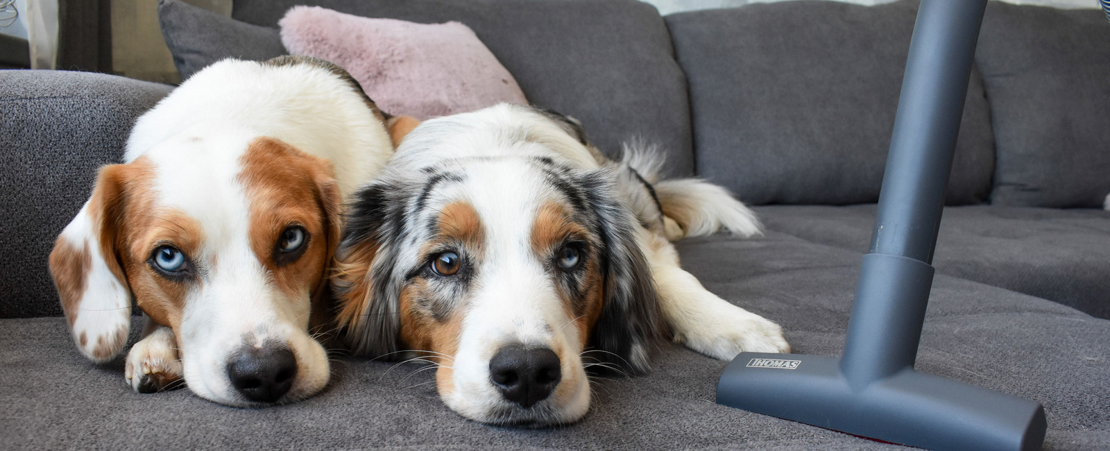 Wenn der Staubsauger nach Hund stinkt