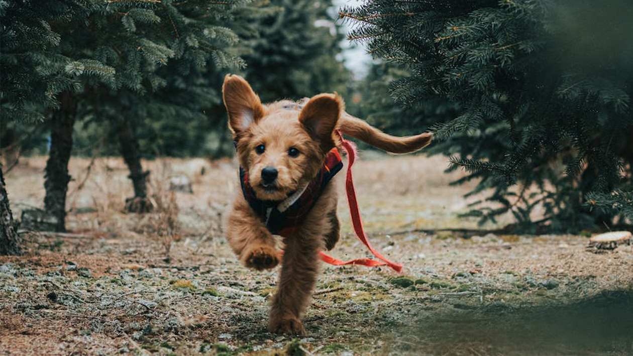 Hund entlaufen