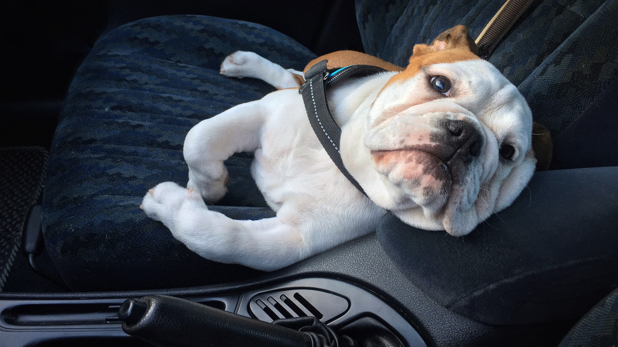 Hund liegt auf Autositz